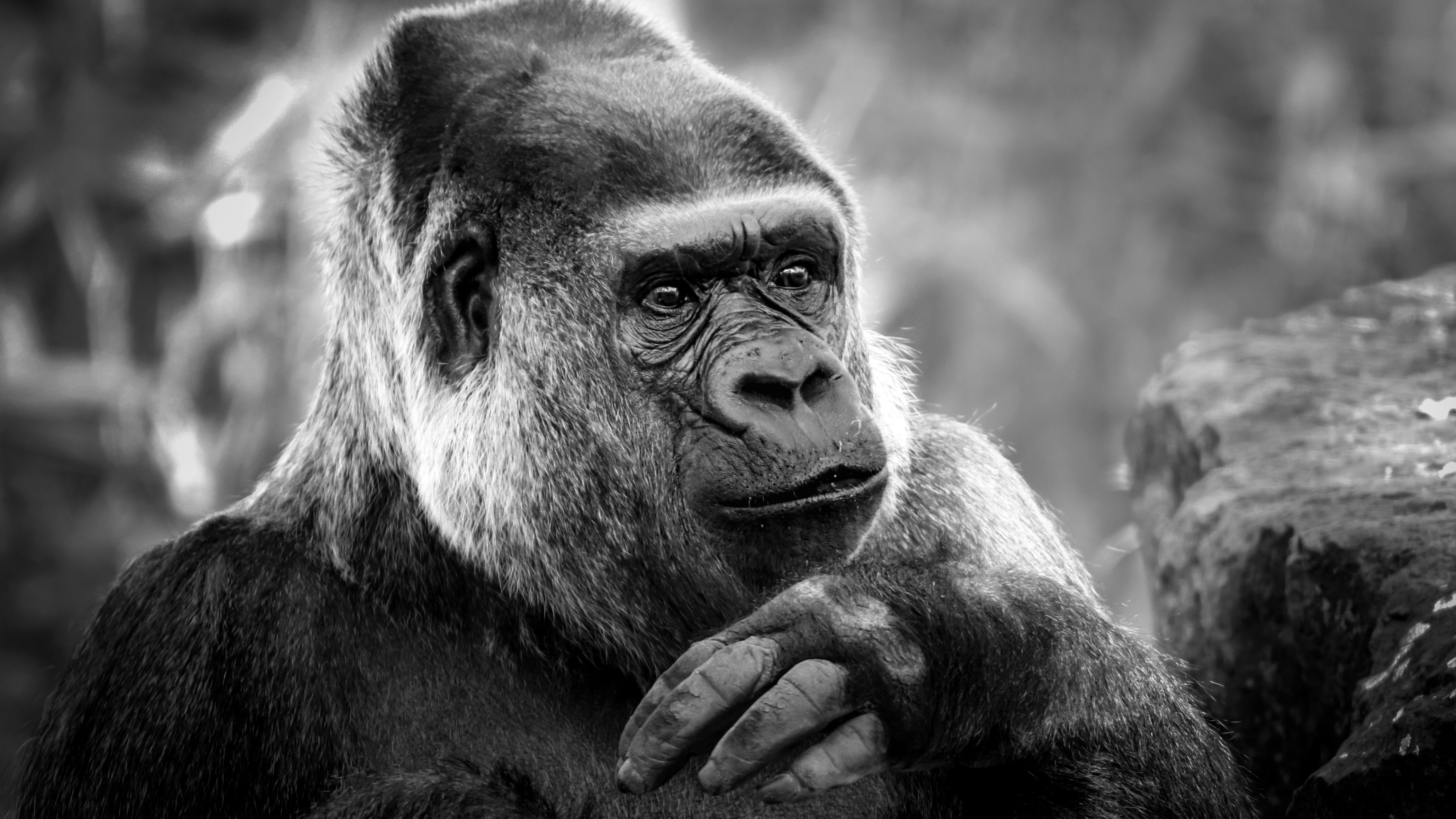 Gorilla Trekking & Wilderness Sojourns