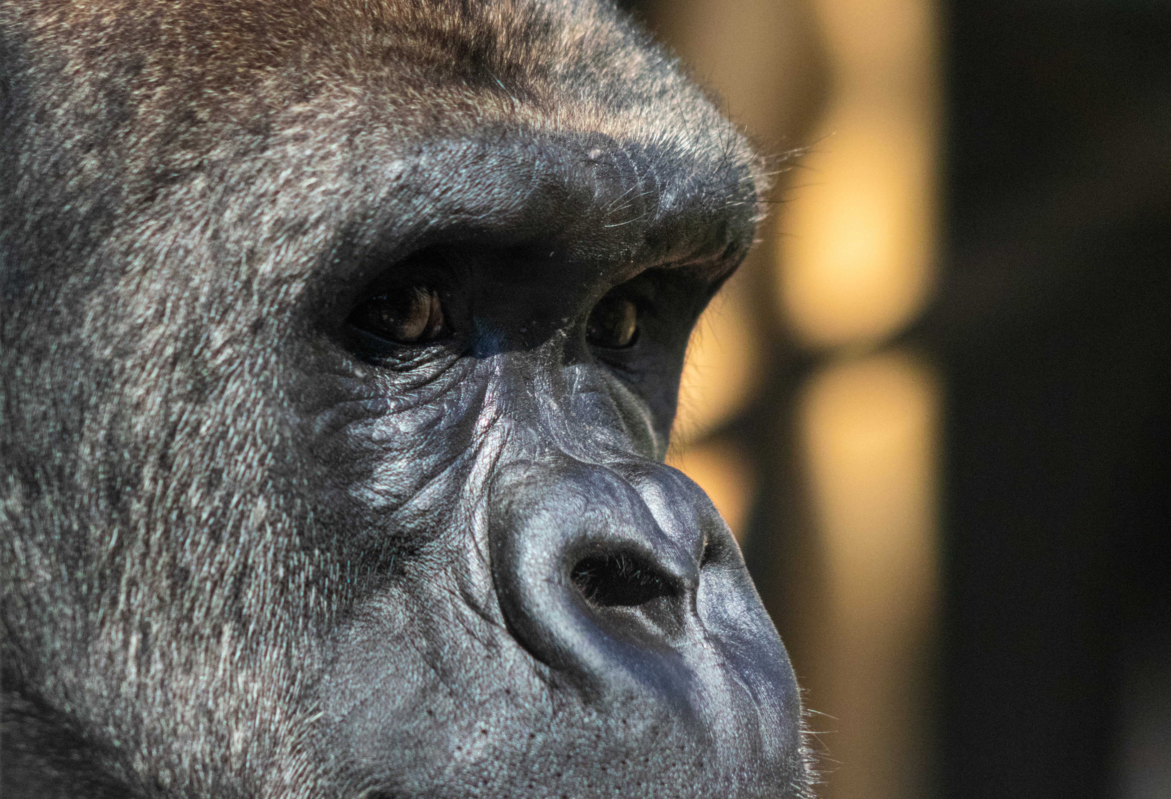 Gorilla Trekking & Wilderness Sojourns