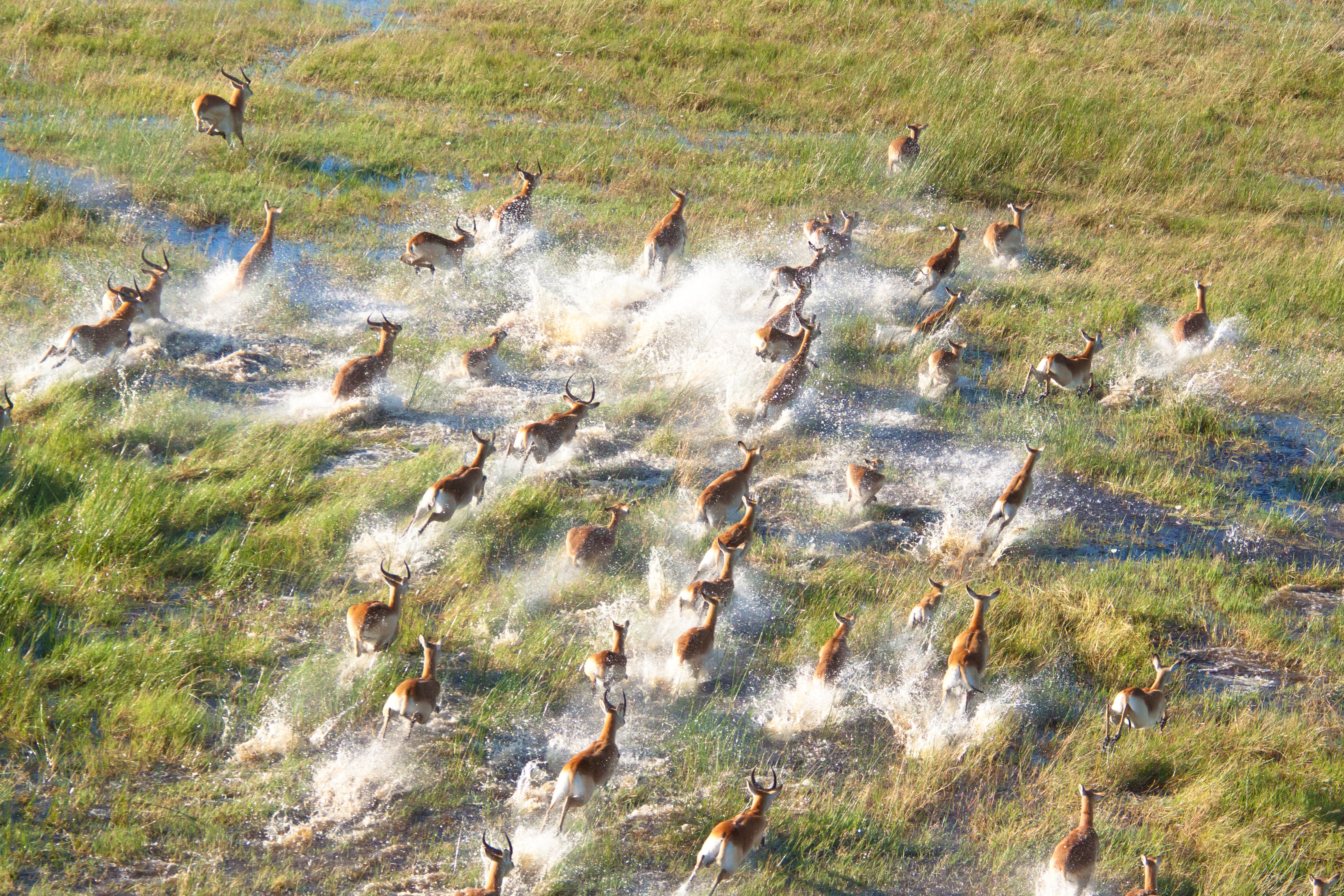 Okavango Delta & Victoria Falls Sojourn