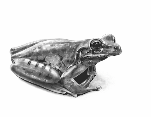 Der Kuba-Laubfrosch