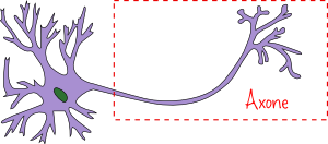 neurone-axone