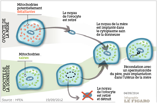 ovocyte parents