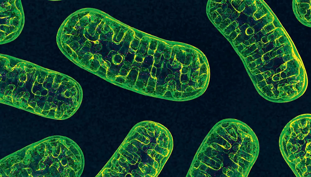 Les mitochondries, au cœur des maladies neurodégénératives