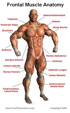 Front Muscle Anatomy