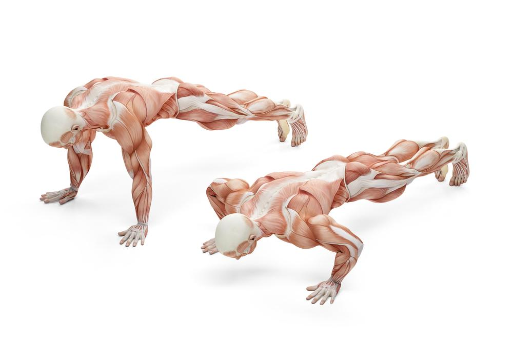 Graphic illustration of anatomy during push ups 