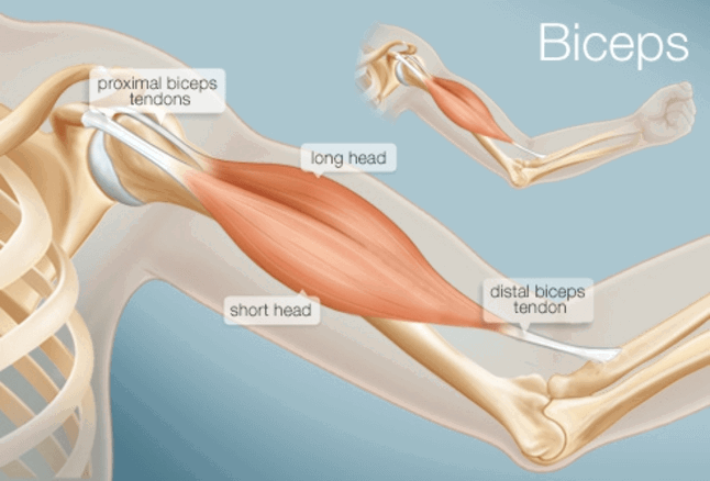 bicep muscle