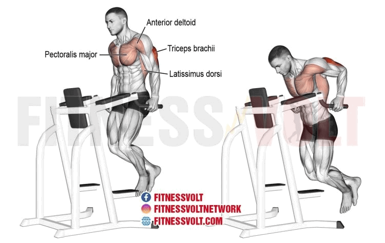 Tricep Dip (Triceps) | Exercise Guides and Videos