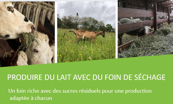 Produire du lait avec du foin séché