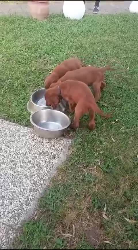 Dopo la pappa un goccetto d'acqua non guasta!