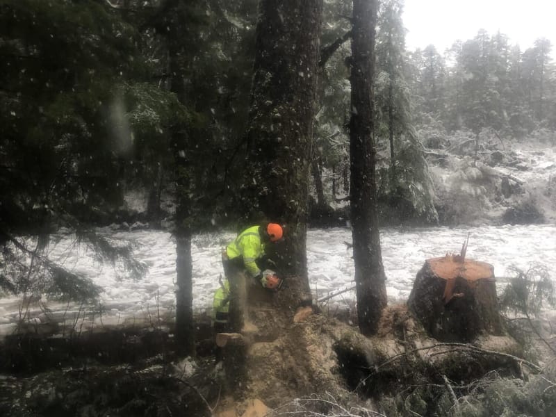 Tree Removal
