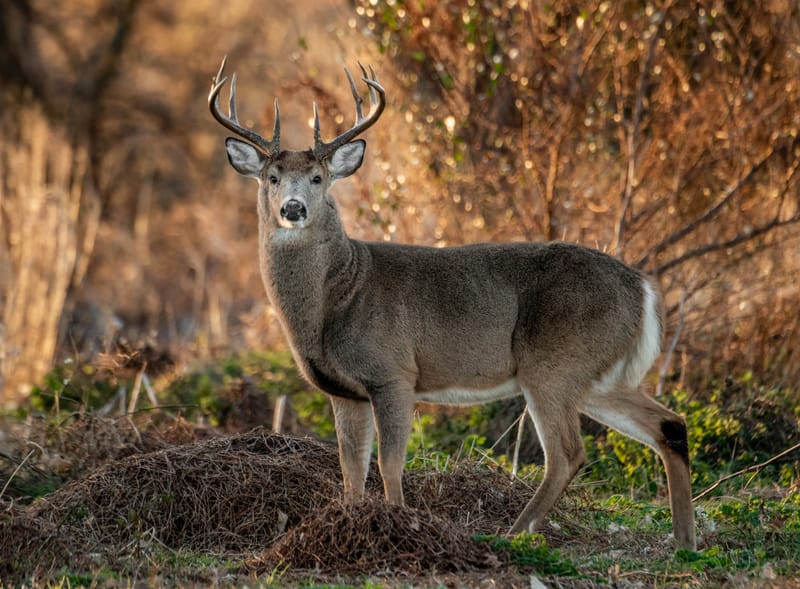 AMIS CHASSEURS