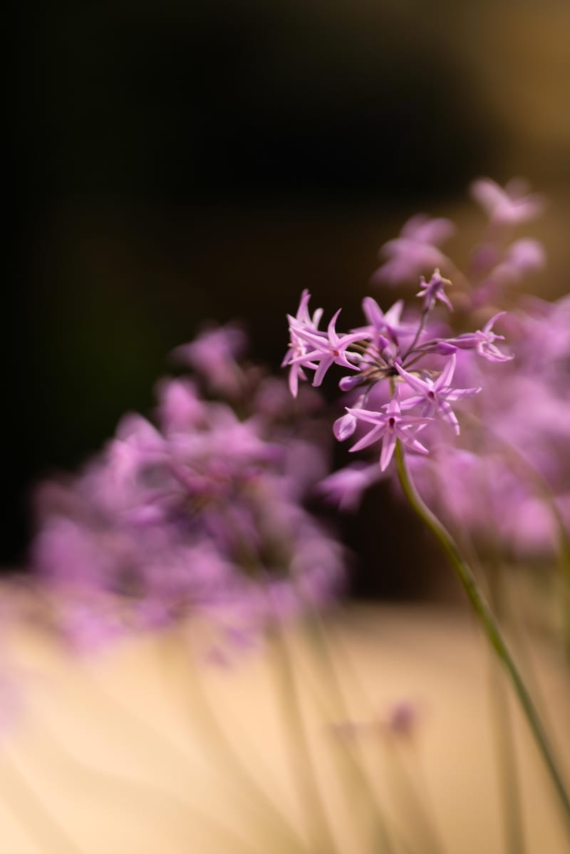 MARIAGE FRANCO-INDIEN