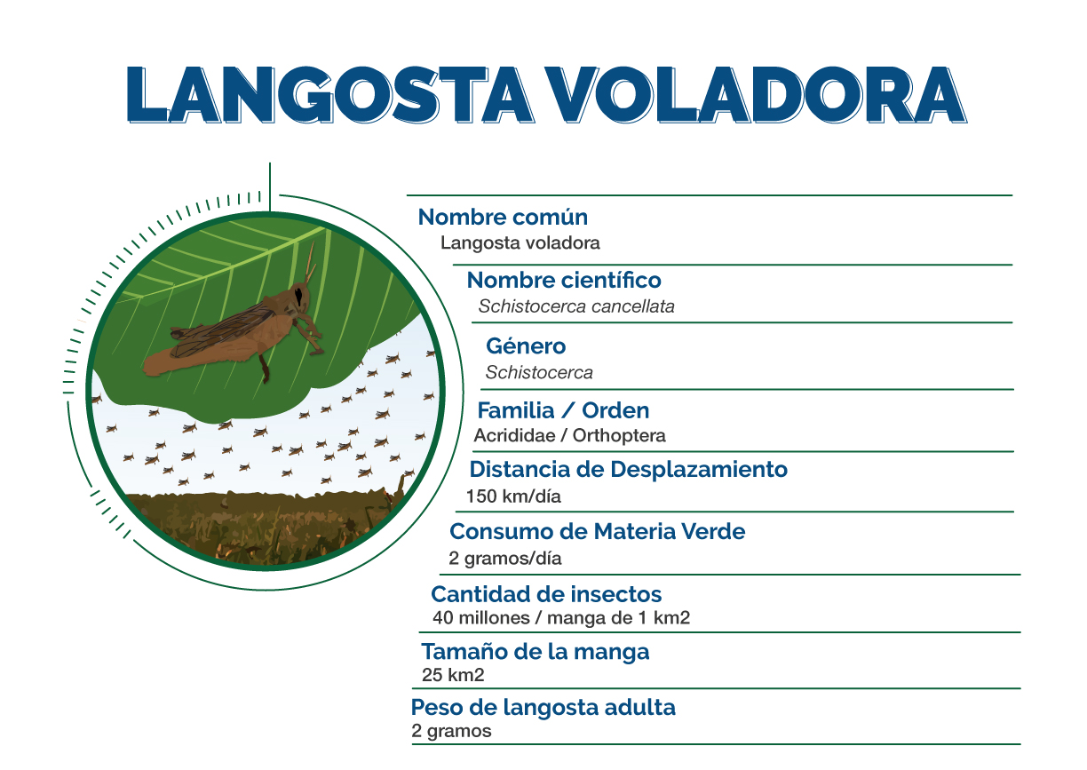 Langosta voladora mangas