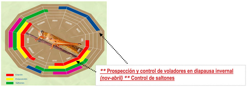 Control Plaga Langosta Voladora