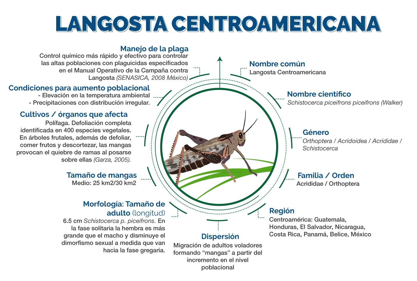 Langosta Centroamericana 