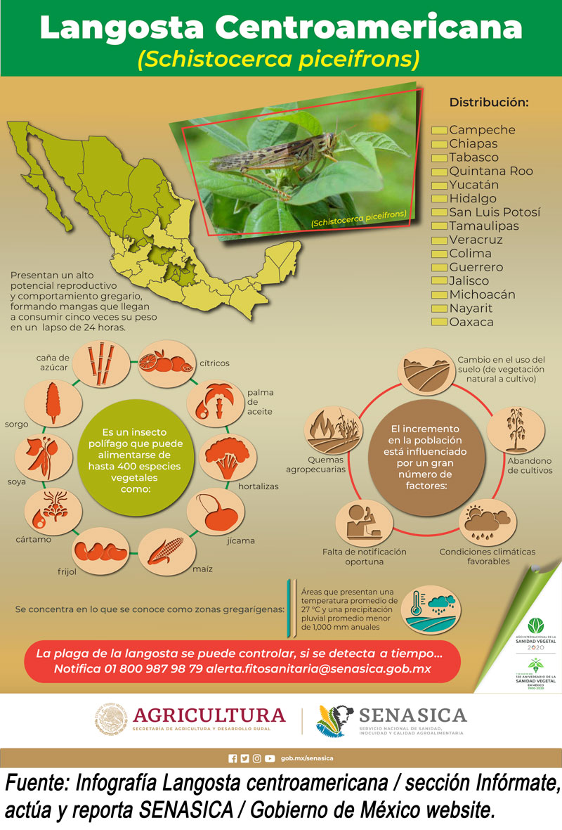 Langosta Centroamericana Senasica Mexico