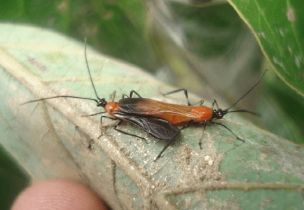 Chinche del aguacate y/o de la Chamusquina de los cafetales una plaga peligrosa