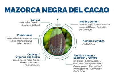 Mazorca negra del Cacao - Pudrición parda o negra -Mancha negra - Phytophthora sp.