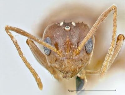 Paratrechina fulva- Nylanderia fulva o Prenolepis fulva, una plaga desorganizada, errática, que no se desplaza en línea