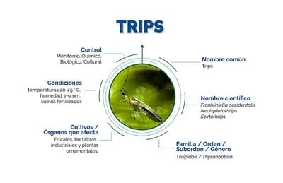 Trips “Frankliniella spp, Neohydatothrips spp y Scyrtothrips spp” Distribución geográfica de la plaga e Impacto económico