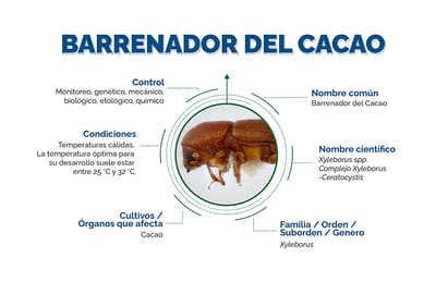 Barrenadores del Cacao Complejo Xyleborus-Ceratocystis insecto + hongo, una asociación fatal