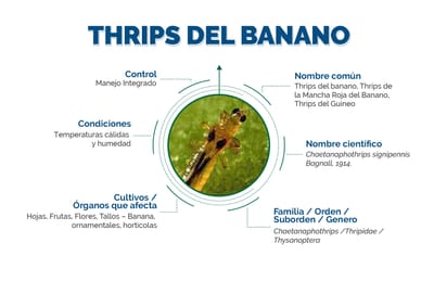 “Chaetanaphothrips signipennis” Distribución geográfica de la plaga e Impacto económico