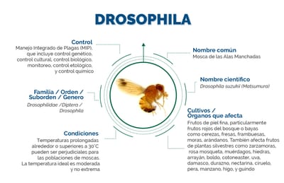 Drosophila suzukii o Mosca de las Alas Manchadas, un problema fitosanitario para cultivos de frutos rojos o berries