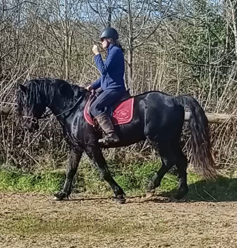 Available for stud Hendrewen Storm