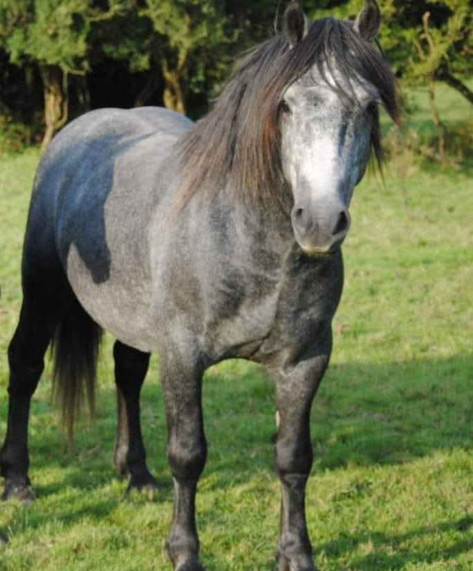 Available for stud Genal Levitator