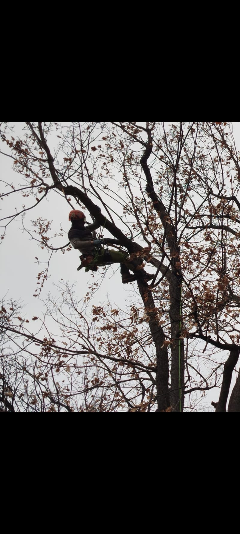 potatuta alberi medio e grande fusto
