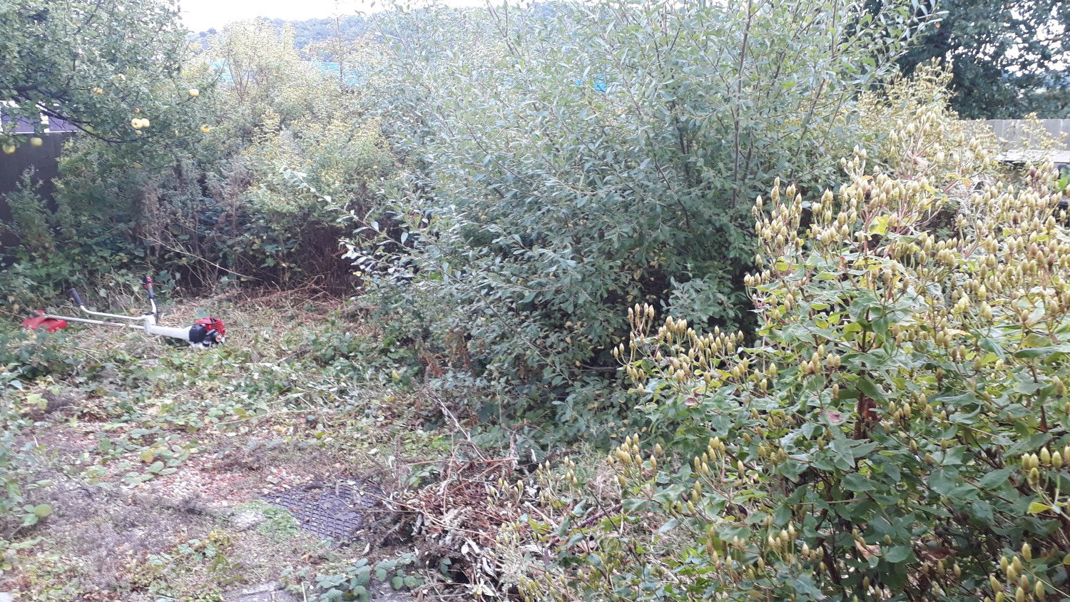 Cut and Clear Overgrown Garden, before picture - First Cut Gardening Services