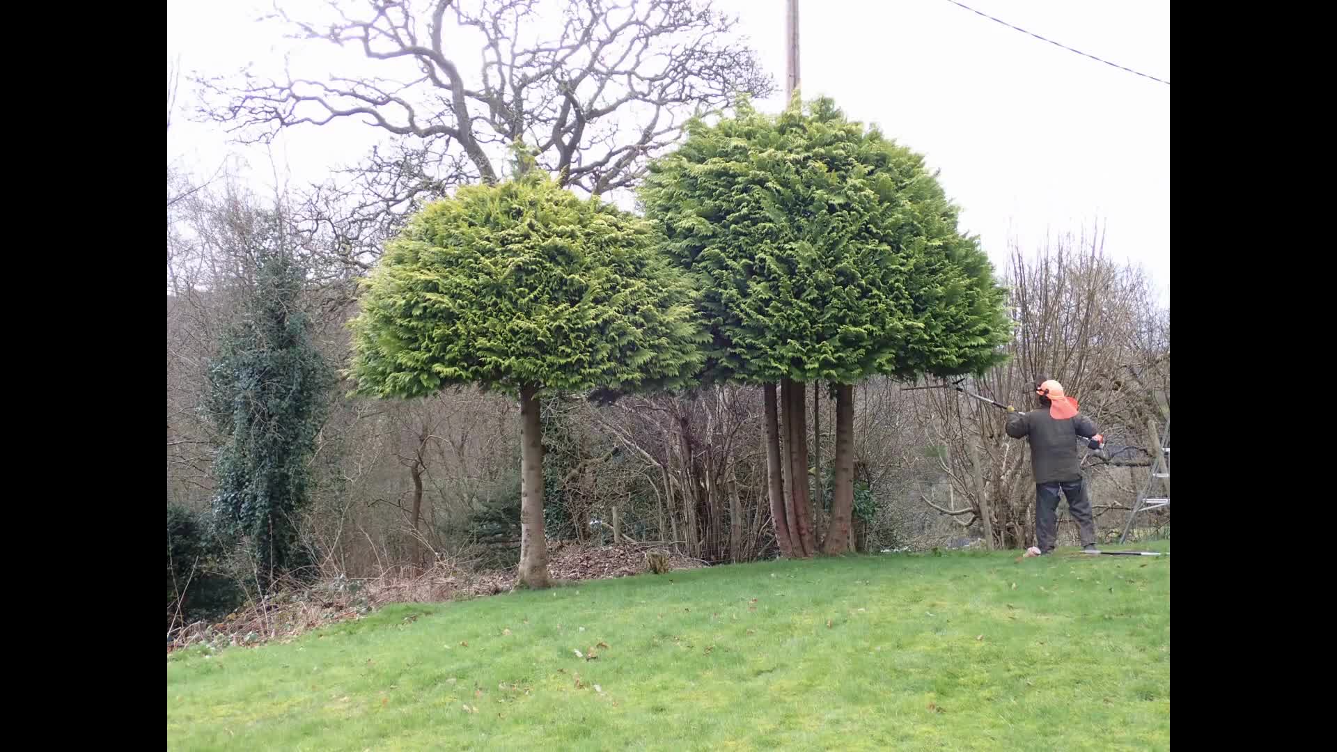 Trimming Evergreen Trees