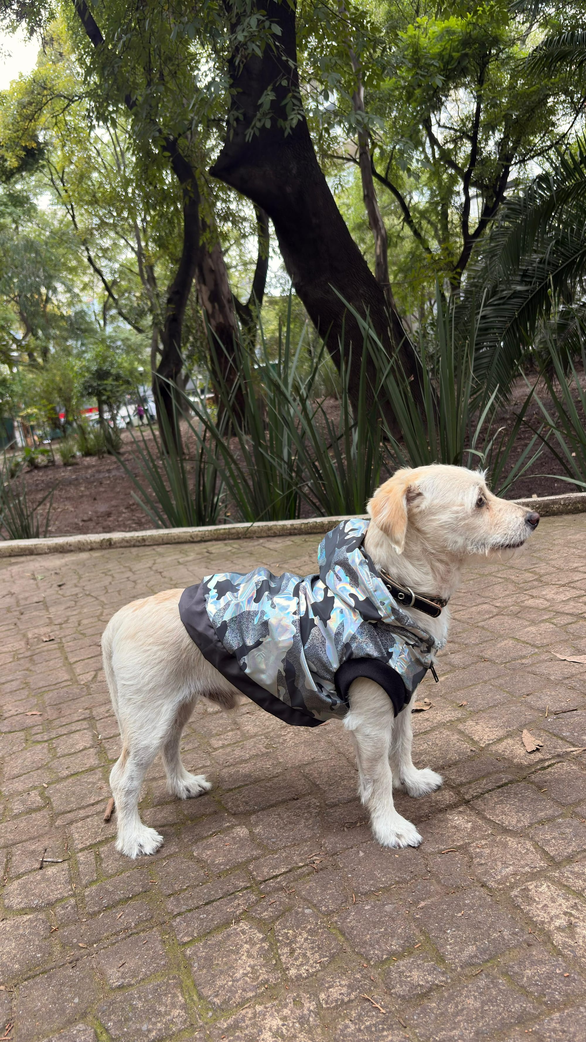 Moda y funcionalidad para tu mejor amigo: LLAOS PET lanza impermeables de alta calidad fabricados por Pets Excellence