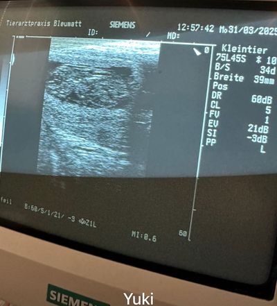 Yuki wird ebenfalls Mama