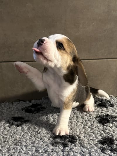 ALLE Welpen sind vergeben!