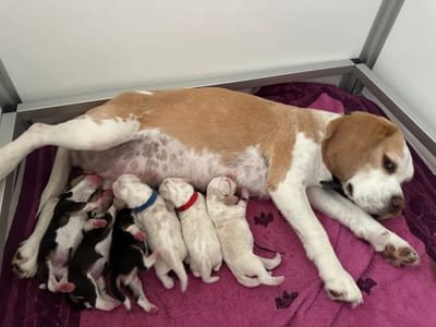 Die Welpen sind da… Der Naughty-Litter ist hier