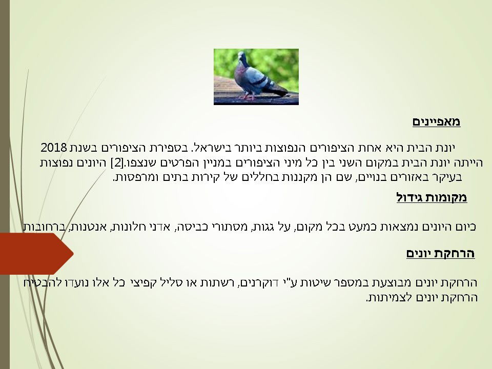 מדביר ומרחיק יונים יונת הבית מוסמך