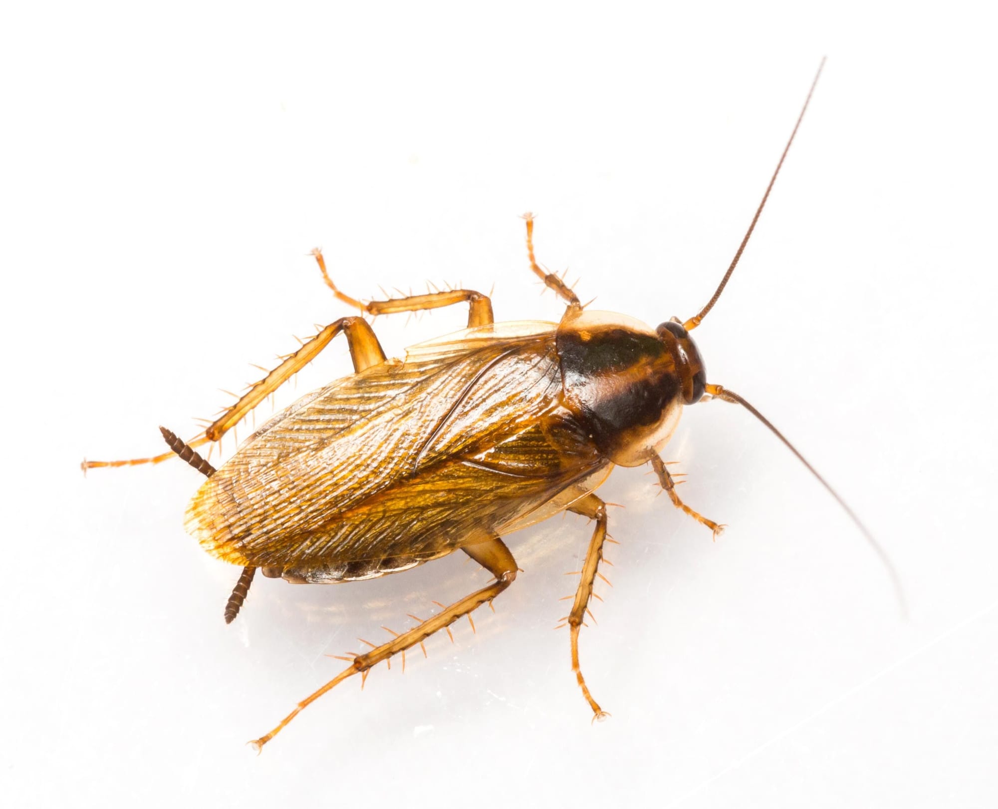 זיהוי וטקסונומיה: התיקן {ג'וק} הגרמני (Blattella germanica)