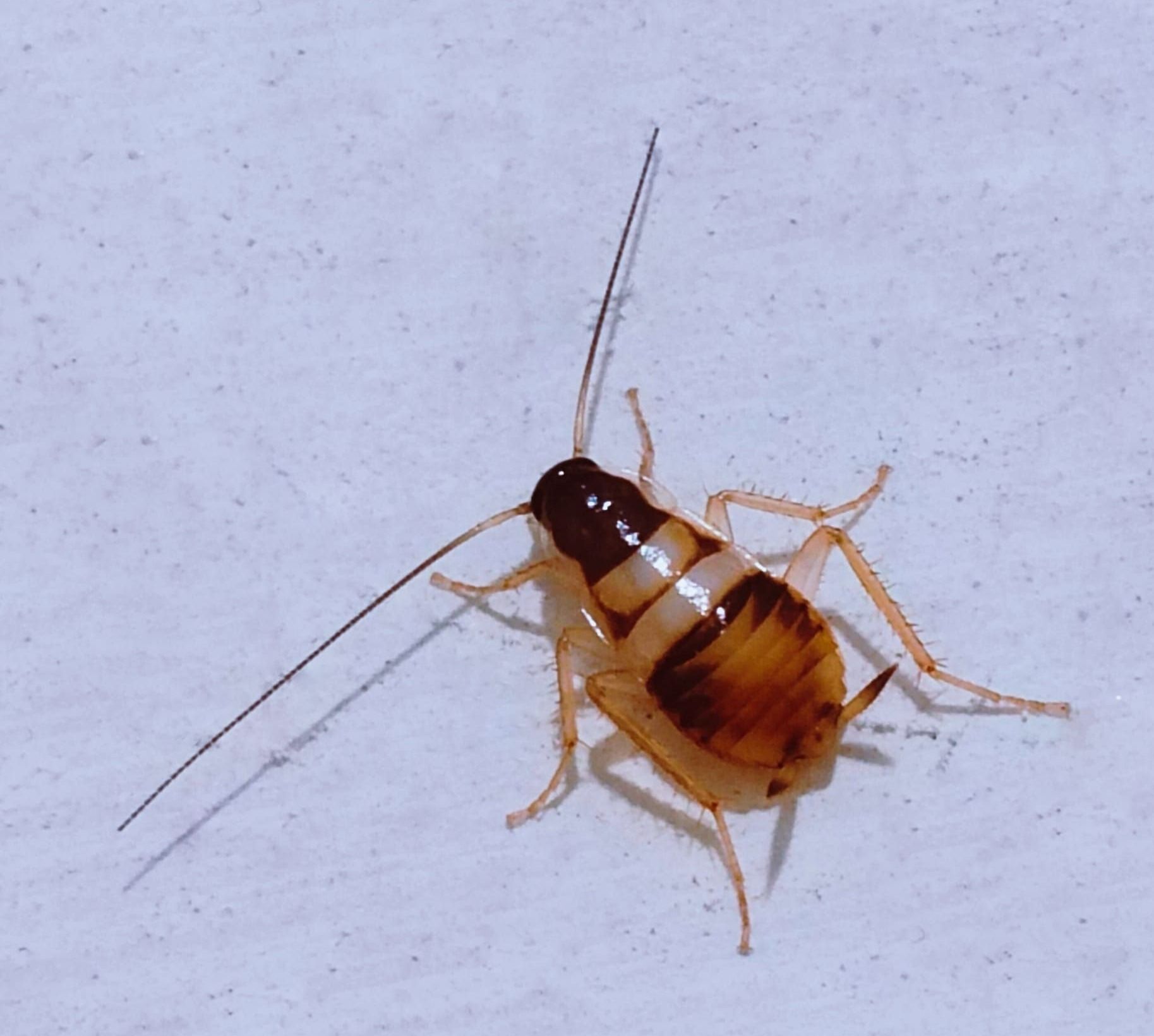 זיהוי וטקסונומיה: התיקן הפסים החום (Supella longipalpa)