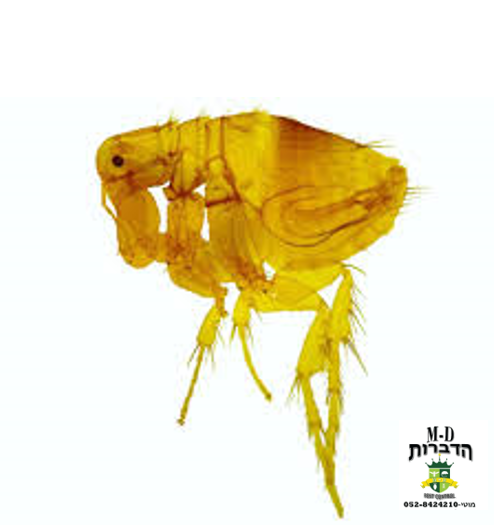 זיהוי וטקסונומיה: פרעוש הדבר / פרעוש החולדה {Xenopsylla cheopis}