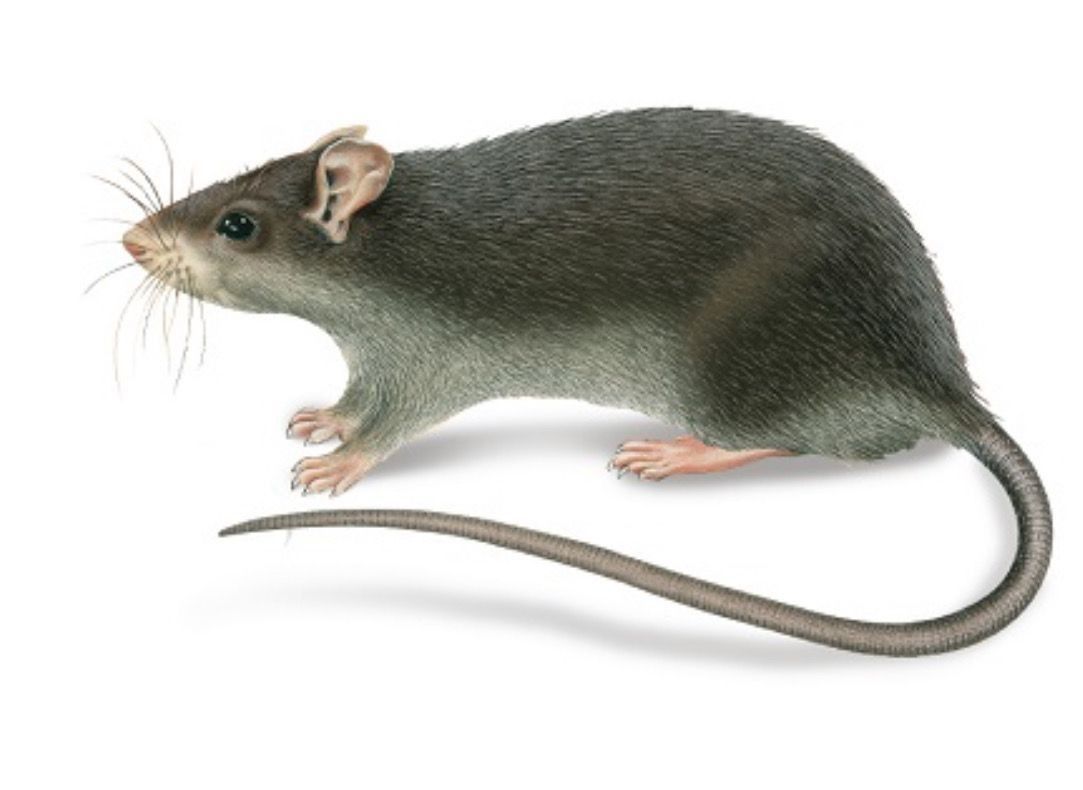 זיהוי וטקסונומיה חולדה מצויה / חולדת העליות (Rattus rattus):