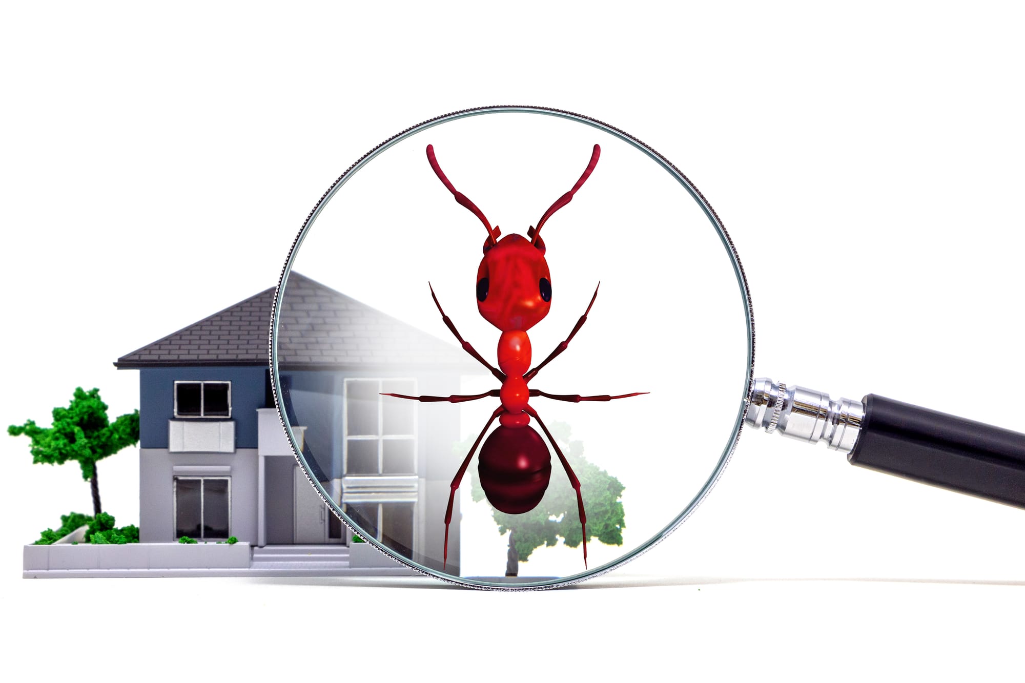 זיהוי וטקסונומיה: נמלים (Ants)