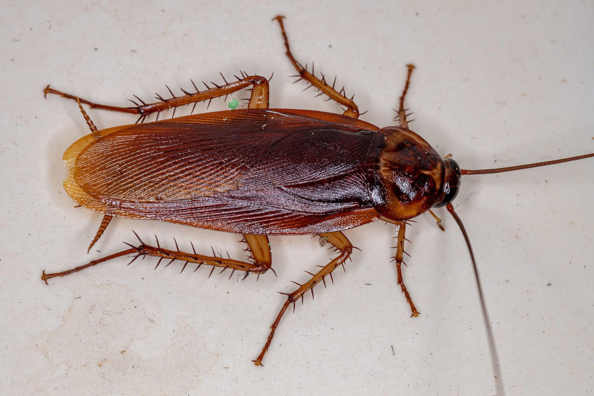 זיהוי וטקסונומיה: התיקן (ג'וק) האמריקאי (Periplaneta americana)