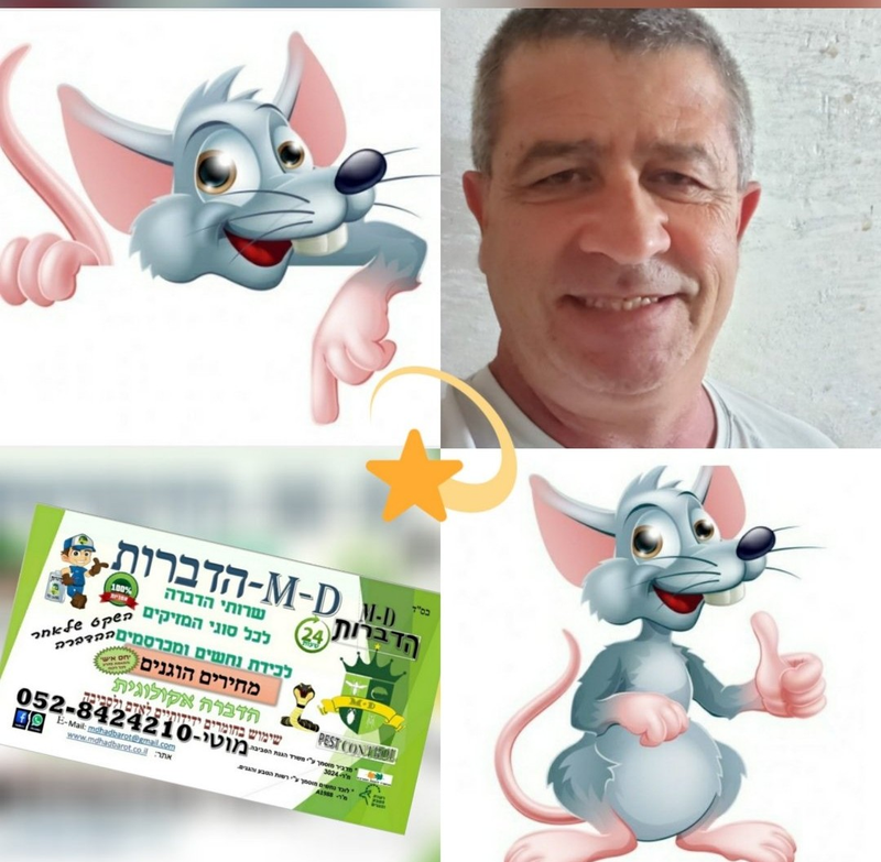 איך לתפוס חולדות ועכברים ובאיזה שיטות?