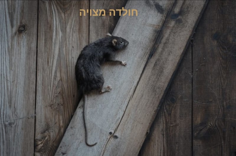 הדברת ולכידת חולדה מצויה: לכידה, מניעה ופתרונות מקצועיים✅