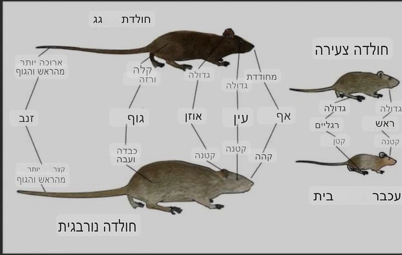 איך מבדלים בין עכבר לחולדה {עכברוש}? ✔