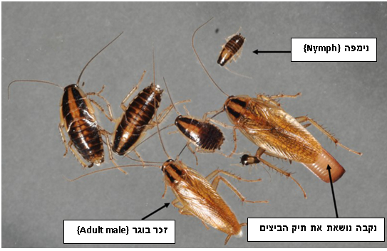 תמונה של מחזור החיים של התיקן {ג'וק} הגרמני