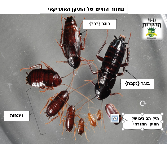 תמונה של מחזור החיים של התיקן {ג'וק} המזרחי