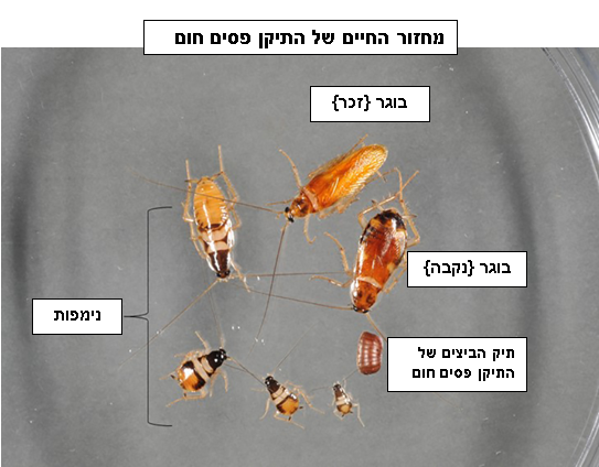 מחזור החיים של התיקן {ג'וק} פסים חום
