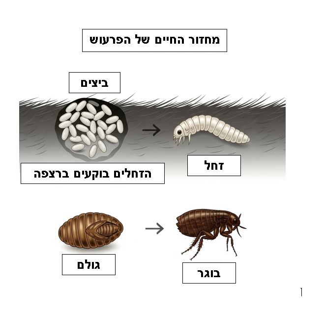 מחזור החיים של הפרעוש